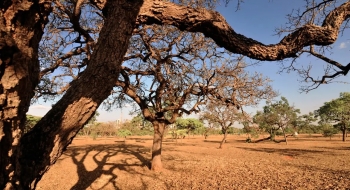 Dia do Meio Ambiente destaca ações de enfrentamento à desertificação